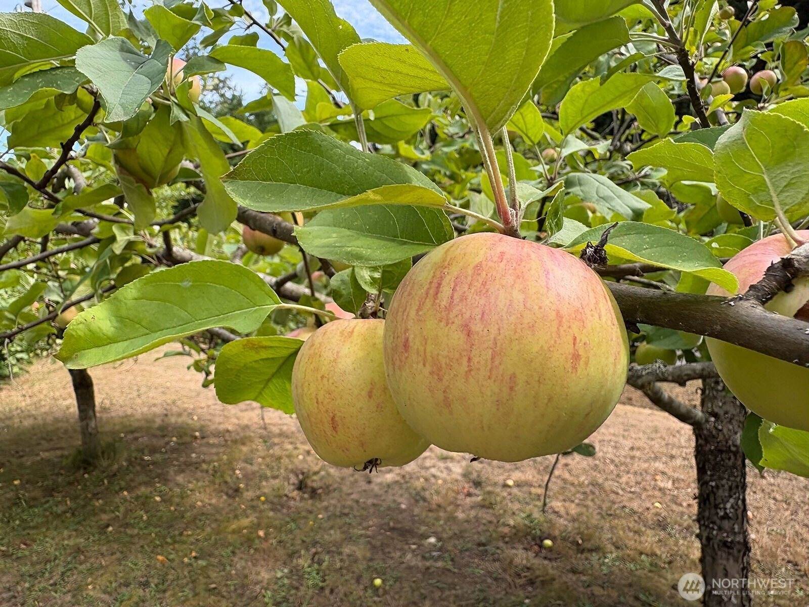 5426 70th Avenue NE, Olympia, WA 98516