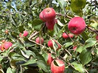 5426 70th Avenue NE, Olympia, WA 98516