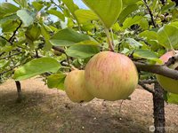 5426 70th Avenue NE, Olympia, WA 98516