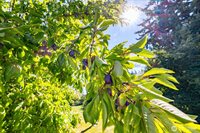 5824 Haddon Lane, Anacortes, WA 98221