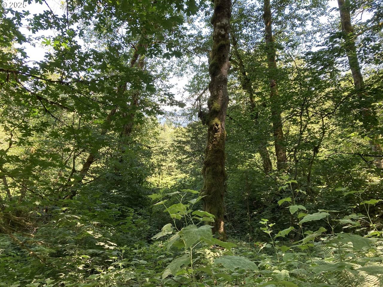 NE 197th Ct, Amboy, WA 98601