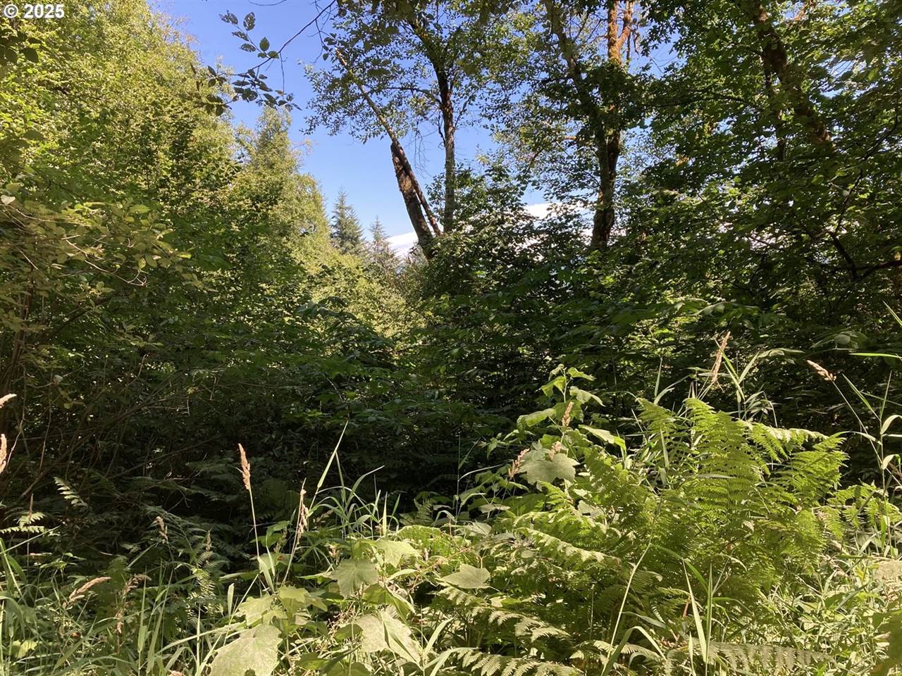 NE 197th Ct, Amboy, WA 98601