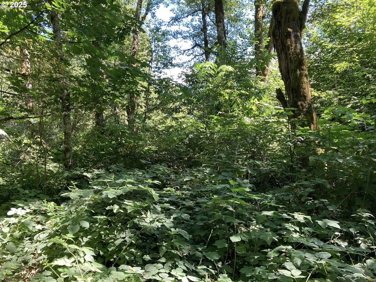 NE 197th Ct, Amboy, WA 98601