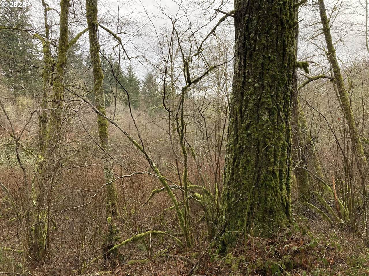 NE 197th Ct, Amboy, WA 98601