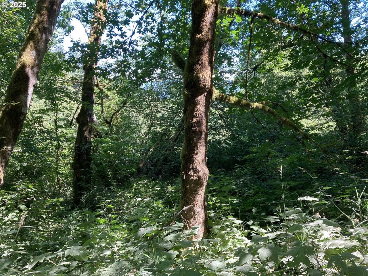 NE 197th Ct, Amboy, WA 98601