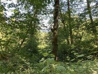 NE 197th Ct, Amboy, WA 98601