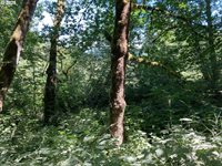 NE 197th Ct, Amboy, WA 98601