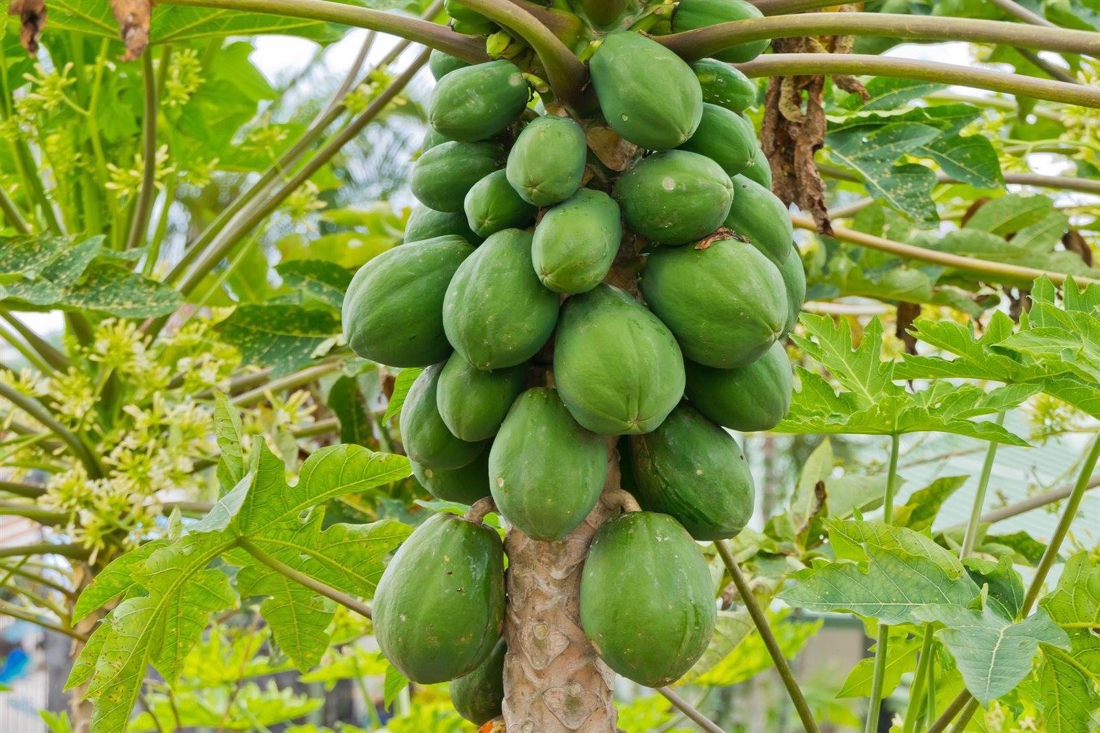 75-525 Nani Kailua Dr, Kailua-Kona, HI 96740