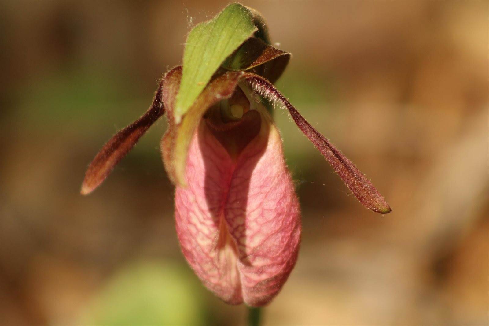 415 Monroe Road, Hampden, ME 04444