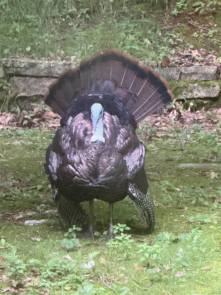 343 Swiss Hill Drive, Green Bay, WI 54302