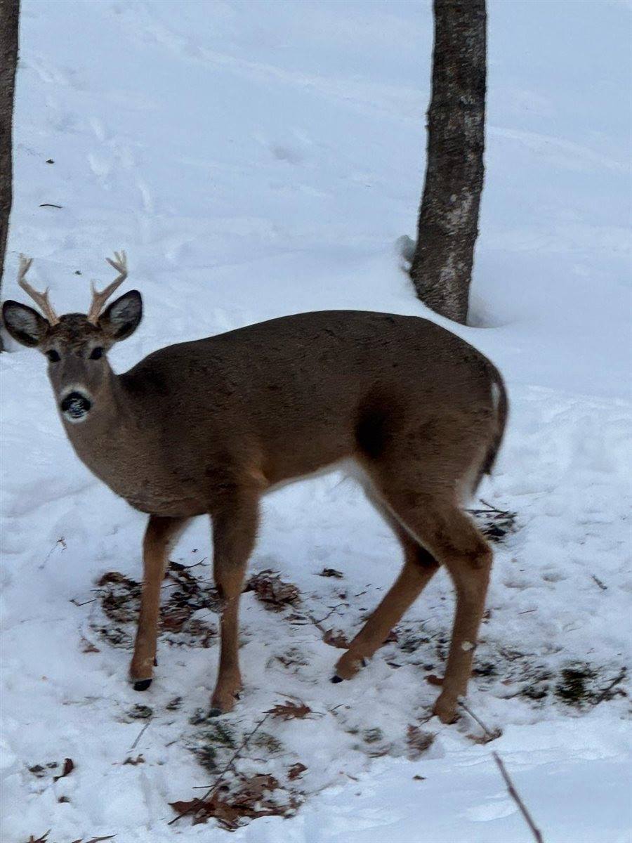 343 Swiss Hill Drive, Green Bay, WI 54302