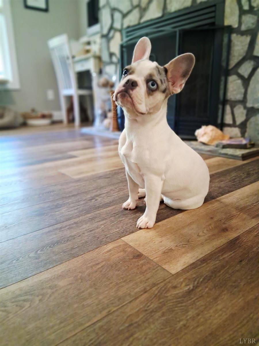 108 Mansfield Drive, Madison Heights, VA 24572