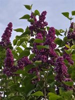 2926 Western Avenue, Newburgh, ME 04444