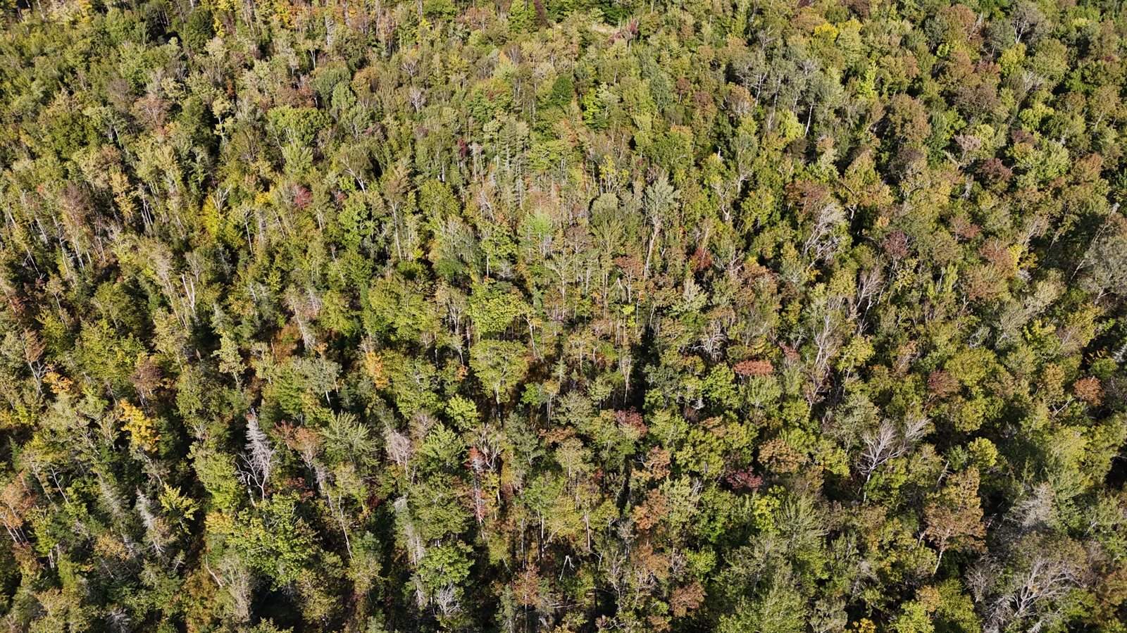 TBD Woodcock Road, Saint Albans, ME 04971