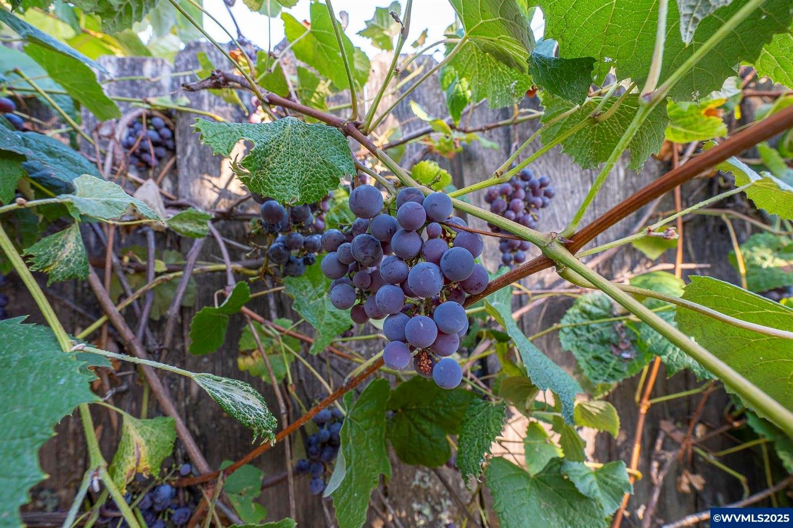 651 NE Sherwood, Corvallis, OR 97330