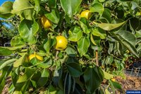 651 NE Sherwood, Corvallis, OR 97330