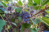 651 NE Sherwood, Corvallis, OR 97330