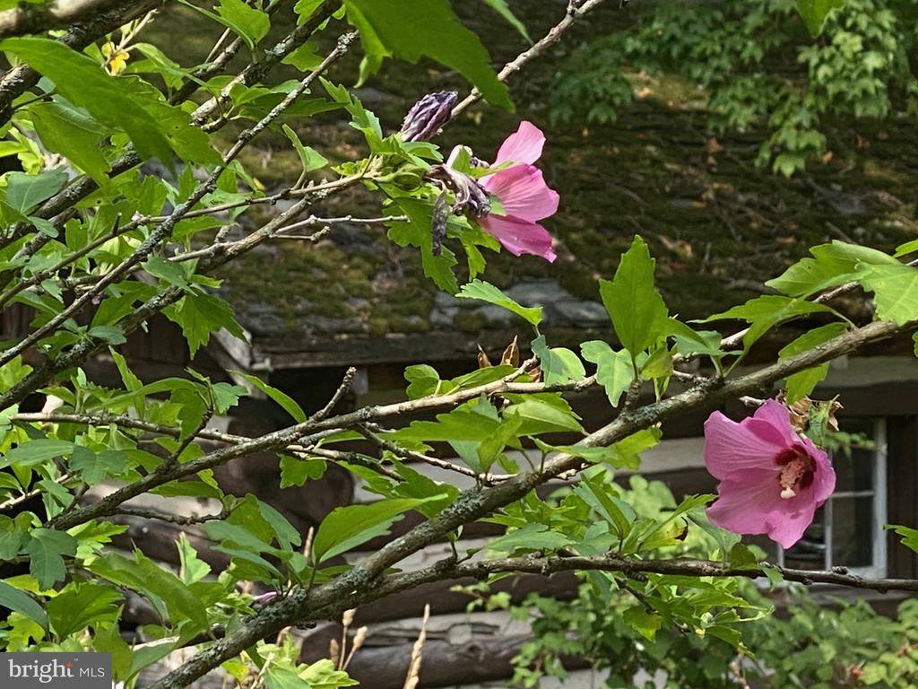 914 Plains Road, Paw Paw, WV 25434