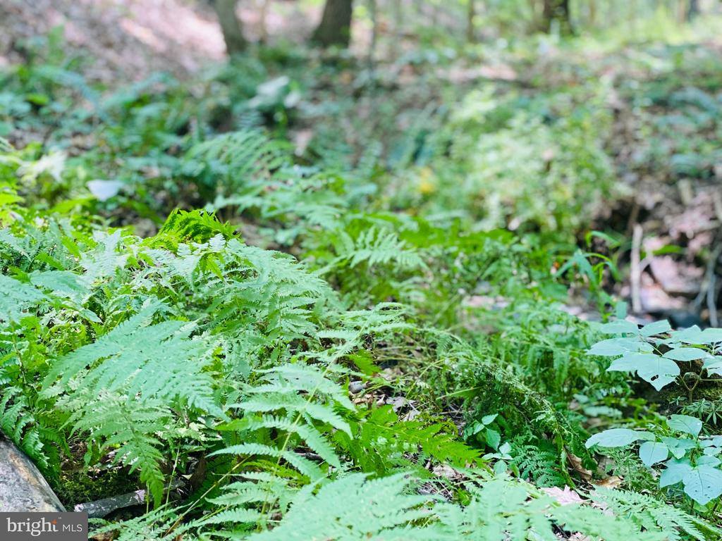 914 Plains Road, Paw Paw, WV 25434