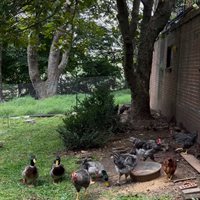 114 Raspberry Rd, Woodlawn, VA 24381