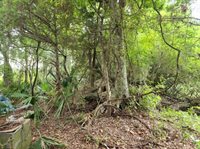 1.40 Acres Vacant Land, Ponchatoula, LA 70454