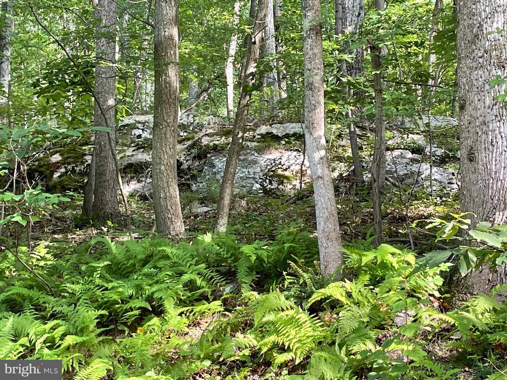 236 Piedmont Orchard Road, Linden, VA 22642