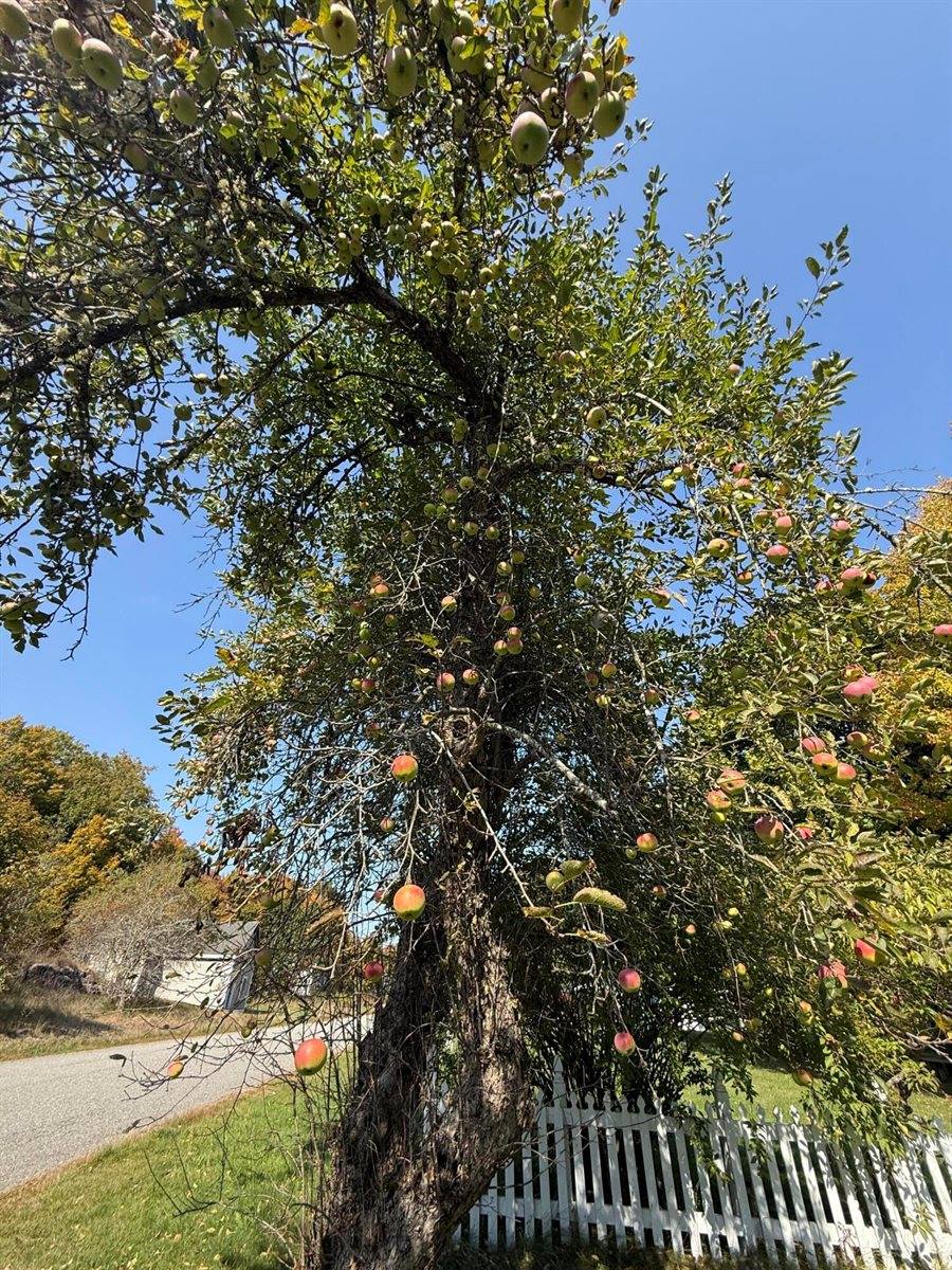 43 Front Street, Pembroke, ME 04666