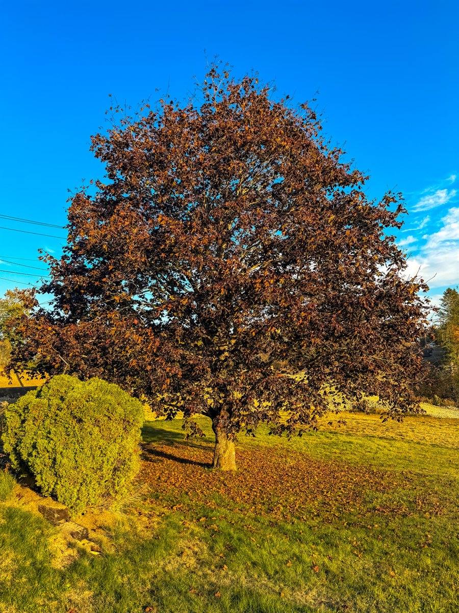 633 Milbridge Road, Cherryfield, ME 04622