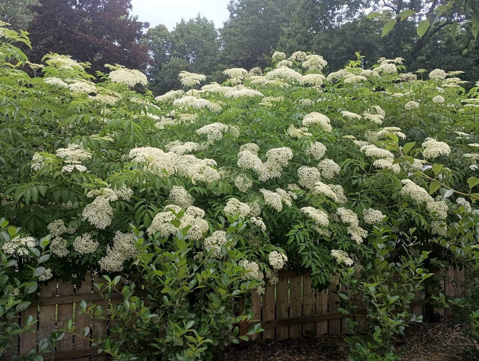 1132 W Ridge Road, Marshfield, WI 54449