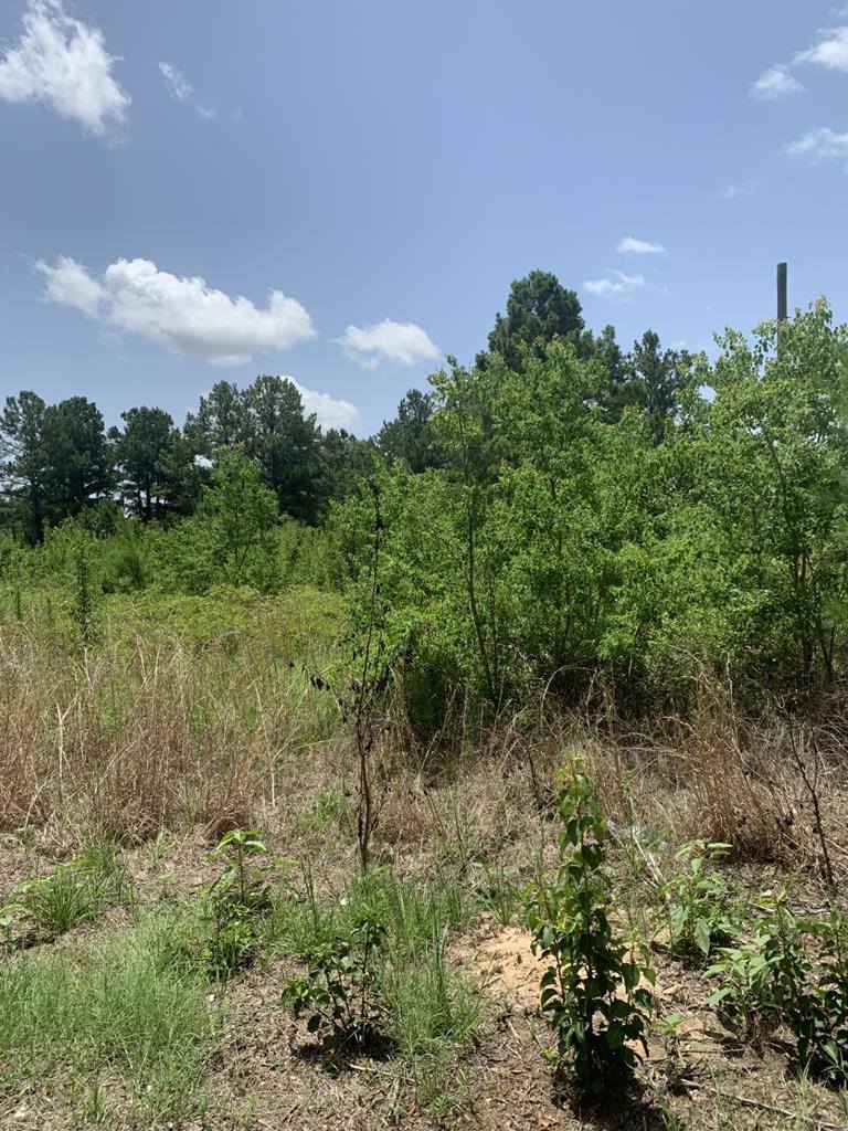 26.46 AC McBride Rd, Texarkana, AR 71854