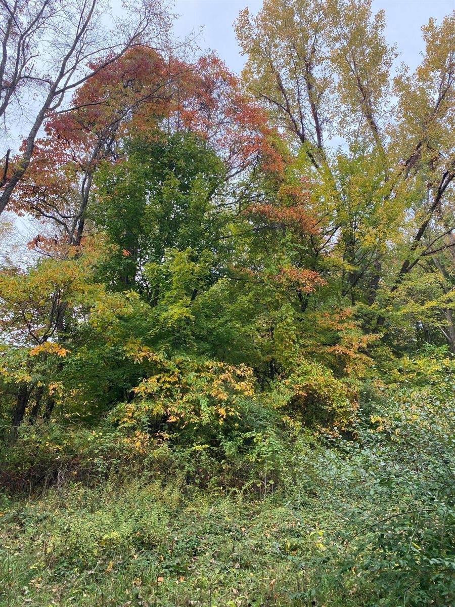 10005 50th Street, Grand Junction, MI 49056