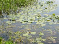 1163 Sugar Hill, Caldwell, TX 77836