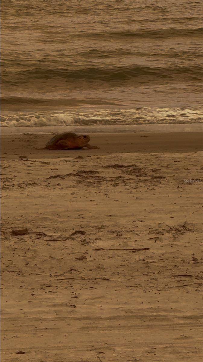 18700 Gulf Boulevard, #5, Indian Shores, FL 33785