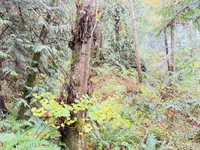 1 West Alder Drive, Sedro Woolley, WA 98284