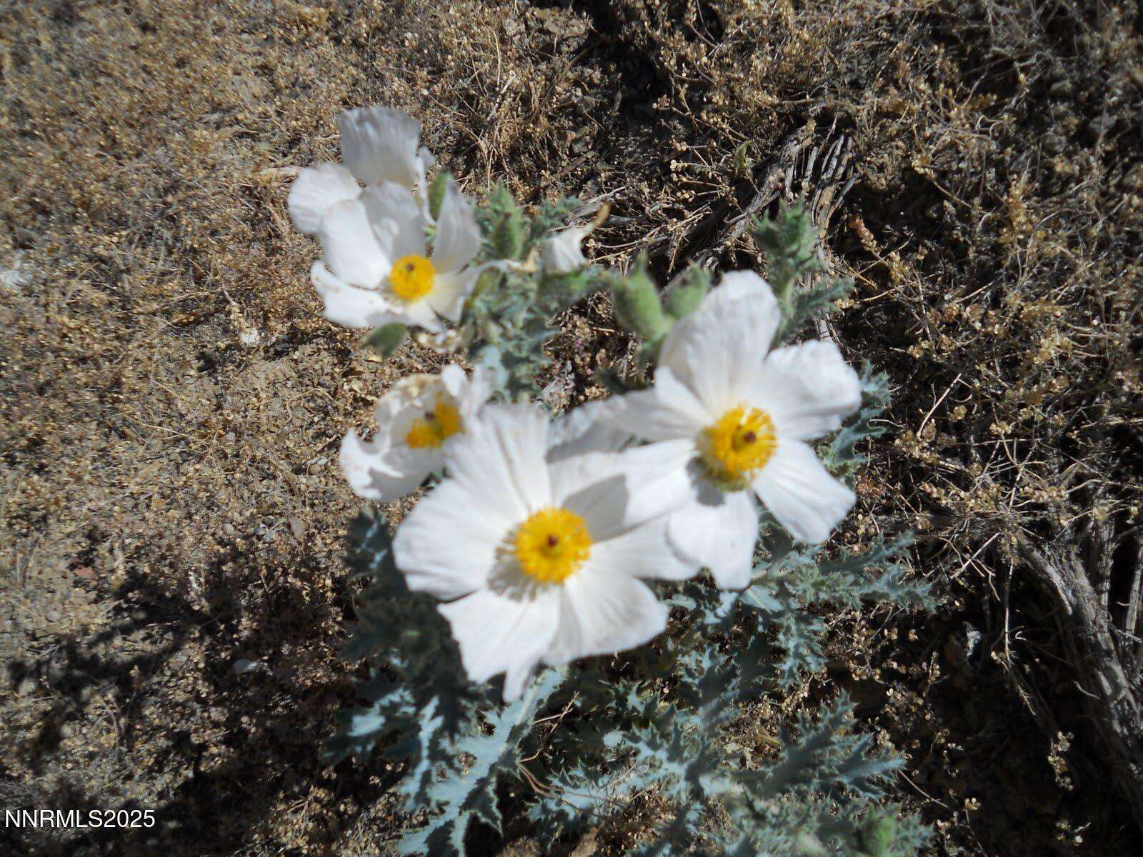 8210 Ml Crk Road, Battle Mountain, NV 89820