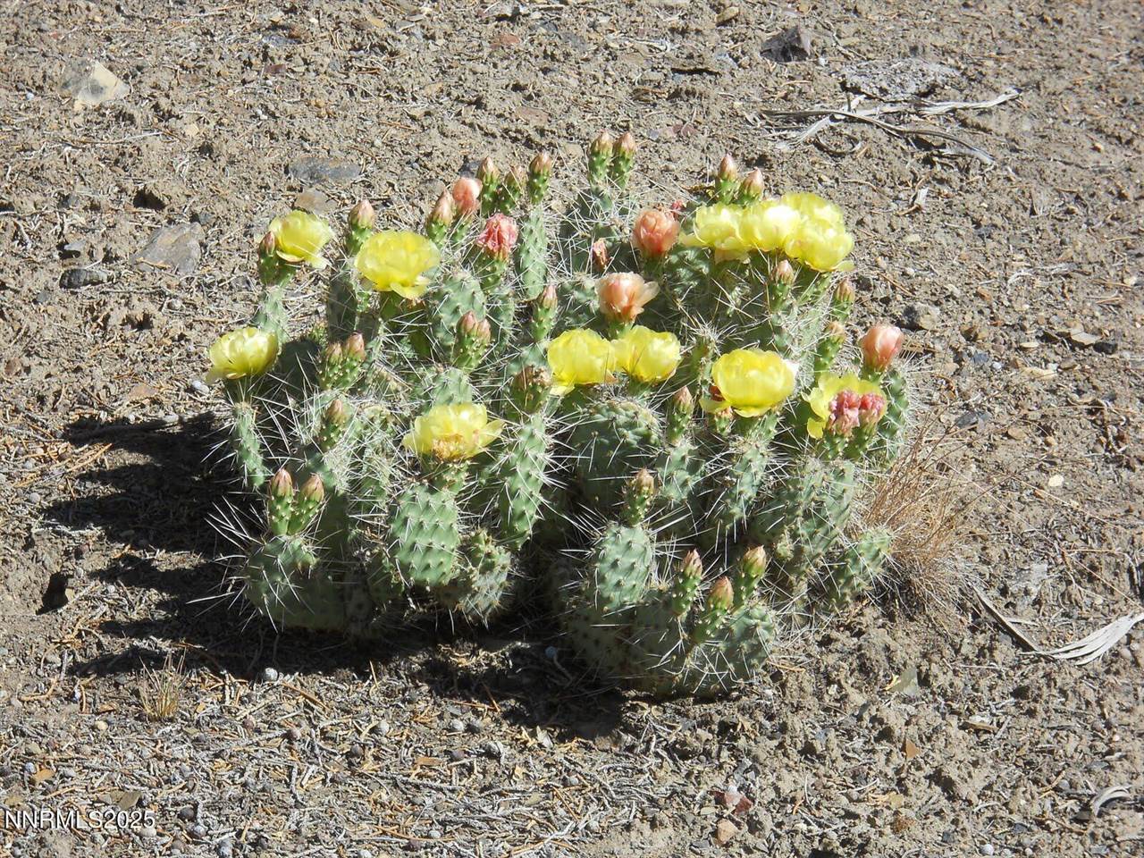 8210 Ml Crk Road, Battle Mountain, NV 89820