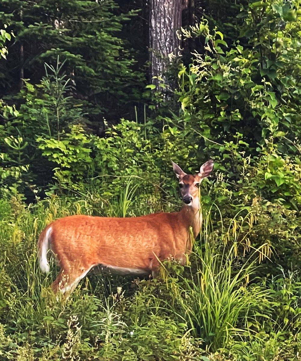 133 Paradise Lane, Tomhegan Township, ME 04478