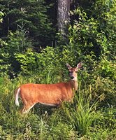 133 Paradise Lane, Tomhegan Township, ME 04478