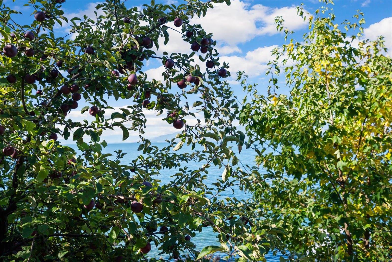 19571 Mt Highway 35, Bigfork, MT 59911