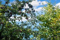 19571 Mt Highway 35, Bigfork, MT 59911