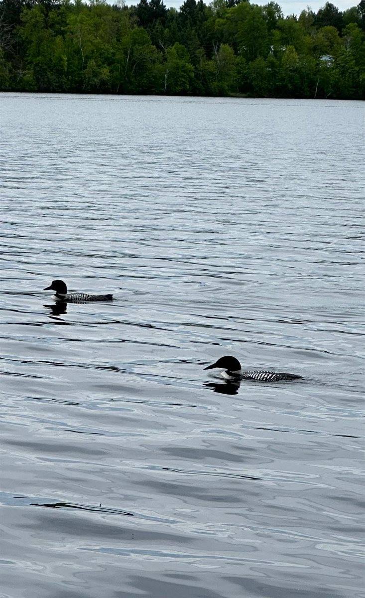 5913 Little Cloquet Road, Cromwell, MN 55726