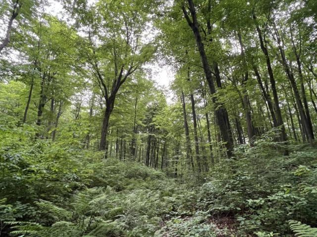 40 acre TRYBA ROAD, Hatley, WI 54440
