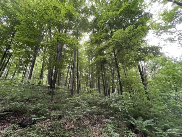 40 acre TRYBA ROAD, Hatley, WI 54440