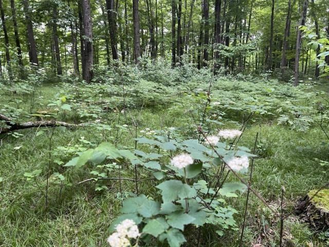 40 acre TRYBA ROAD, Hatley, WI 54440