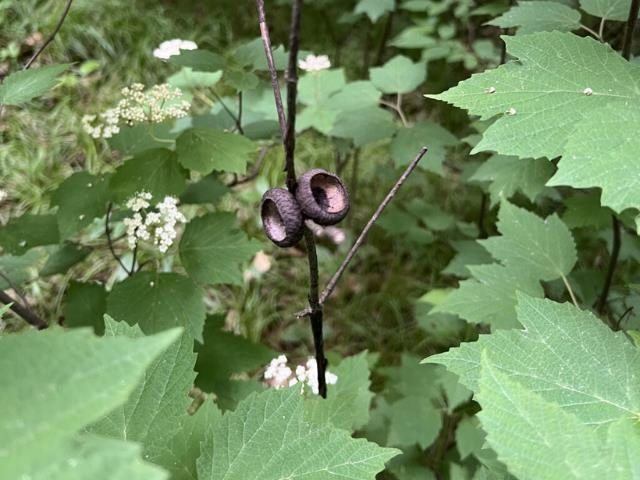 40 acre TRYBA ROAD, Hatley, WI 54440