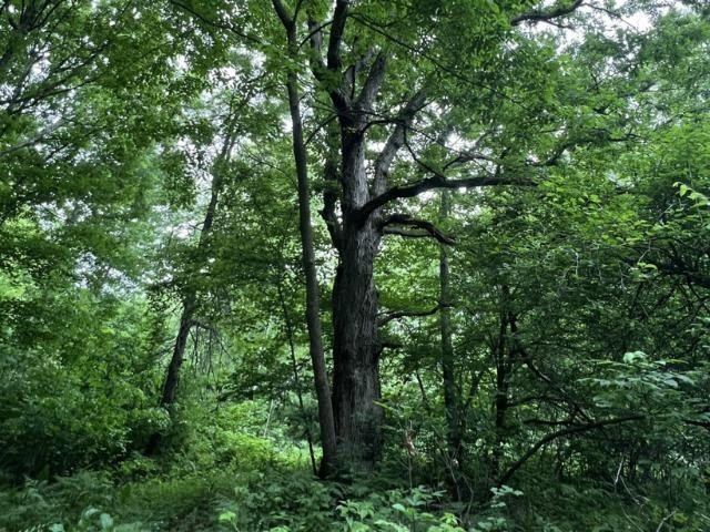 40 acre TRYBA ROAD, Hatley, WI 54440