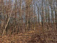 40 acre TRYBA ROAD, Hatley, WI 54440