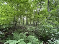 40 acre TRYBA ROAD, Hatley, WI 54440