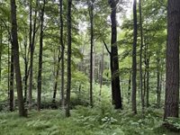 40 acre TRYBA ROAD, Hatley, WI 54440