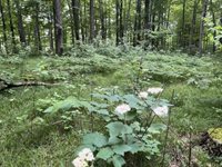 40 acre TRYBA ROAD, Hatley, WI 54440